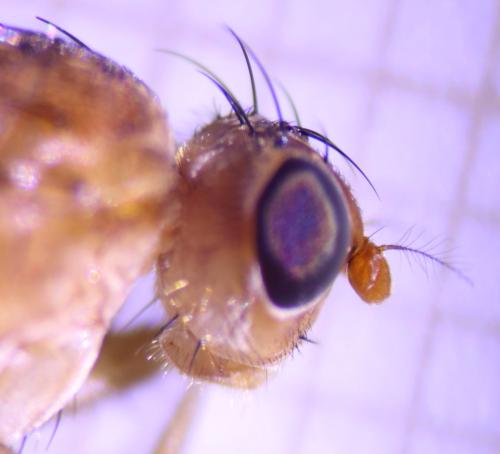 Réf. 309 840 : Suillia affinis